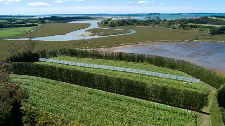 12 Sargent Drive Whakamarama_8