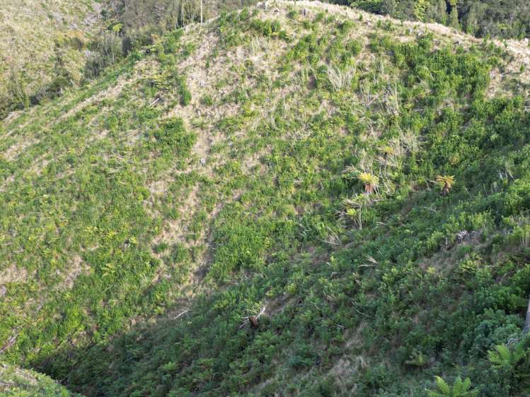 Junction Road Pohokura and Surrounds_28