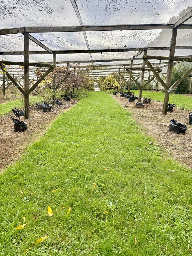 1/69 Vineyard Lane Mangawhai_10