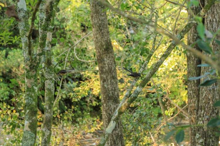 683 Maratoto Road Hikutaia_8