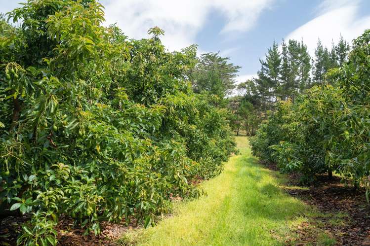 373 Kimberley Road Ngataki_19