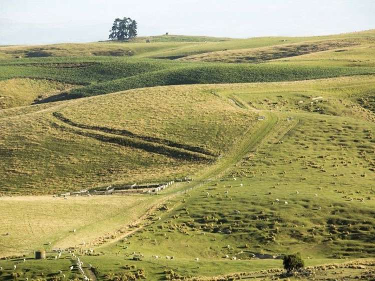 126 Mcphersons Road Taiko_25