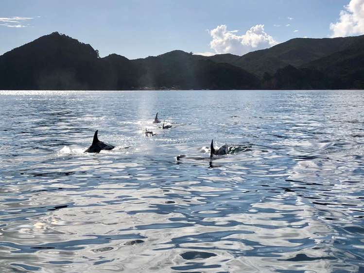 39 Sandhills Road Great Barrier Island (Aotea Island)_69