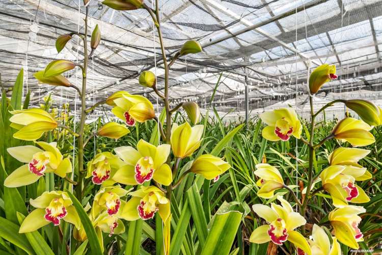 80 Orere-Matingarahi Road Orere Point_13