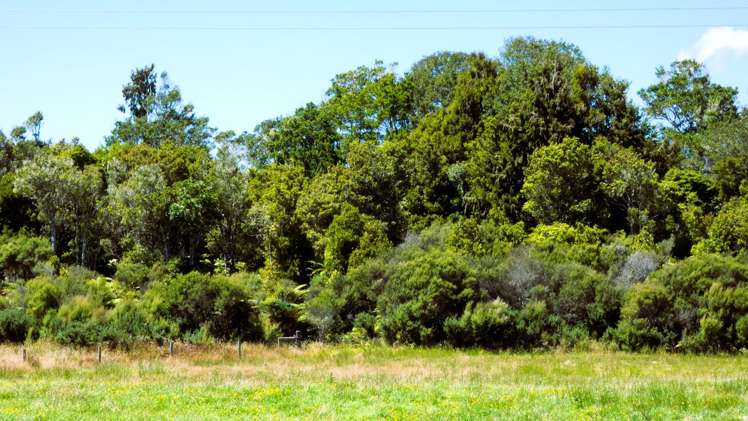 9 Croninville Terrace Charleston_16