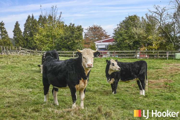 18 Old State Mill Road Mamaku_18