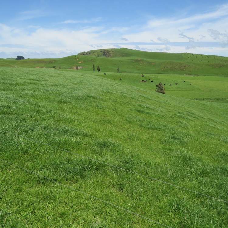 Kahuwera Road Piopio_5