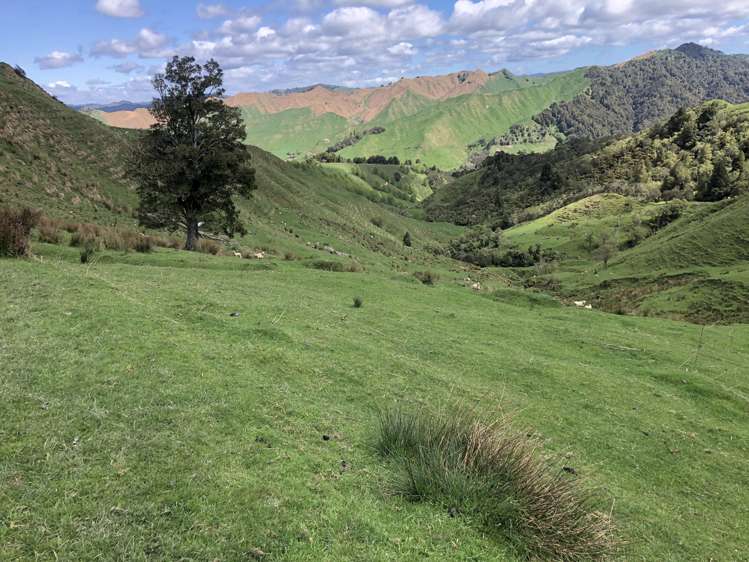 1041 Paparoa Road Whanganui National Park_13