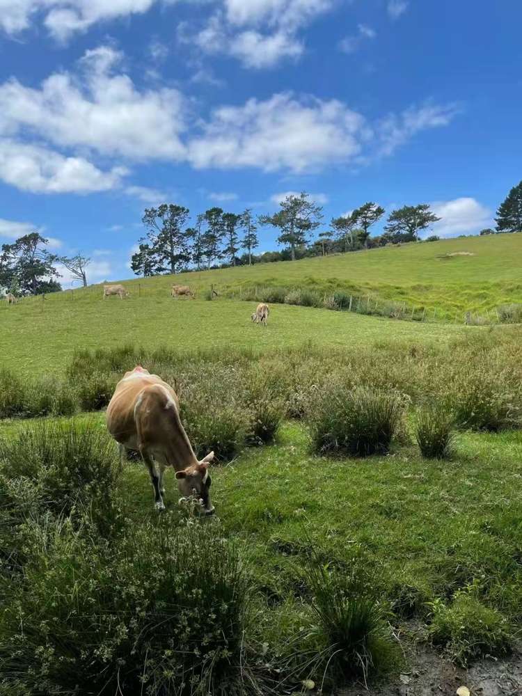 654 Inland Road Helensville_9