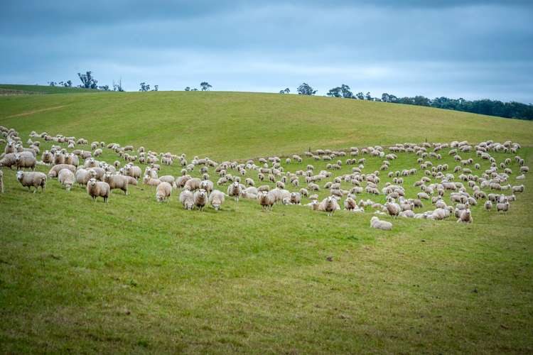 55 Dinda Road Waitohi_9