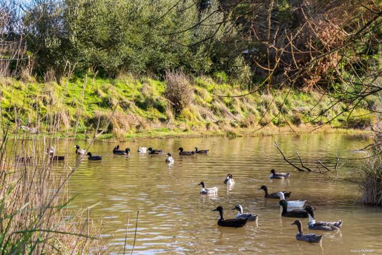 46 Otuiti Road Pukekawa_14