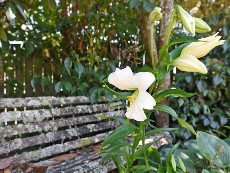 87 Holdsworth Avenue Trentham_19