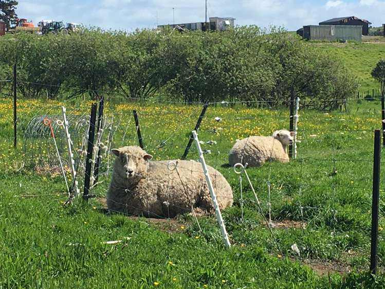 751 Settlement Road Kaiwaka_6