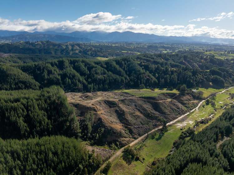 Supplejack Valley Road_4
