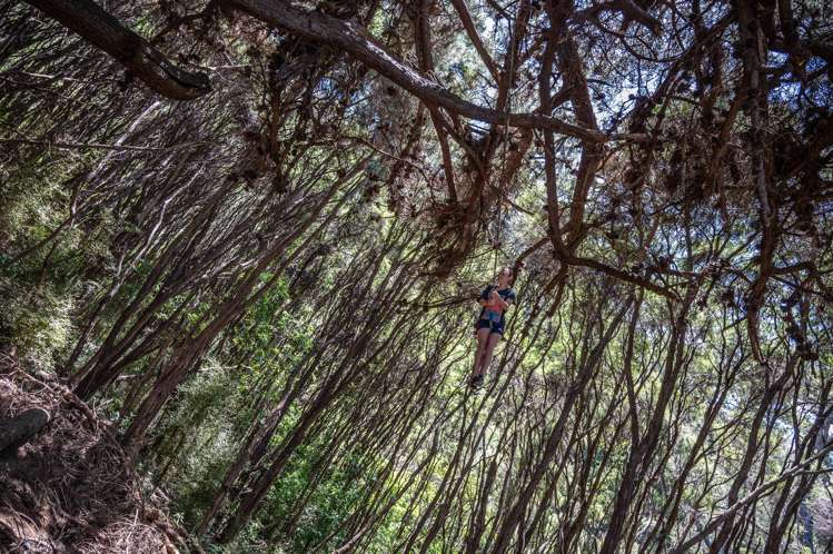 242 Little Akaloa Road Little Akaloa_31