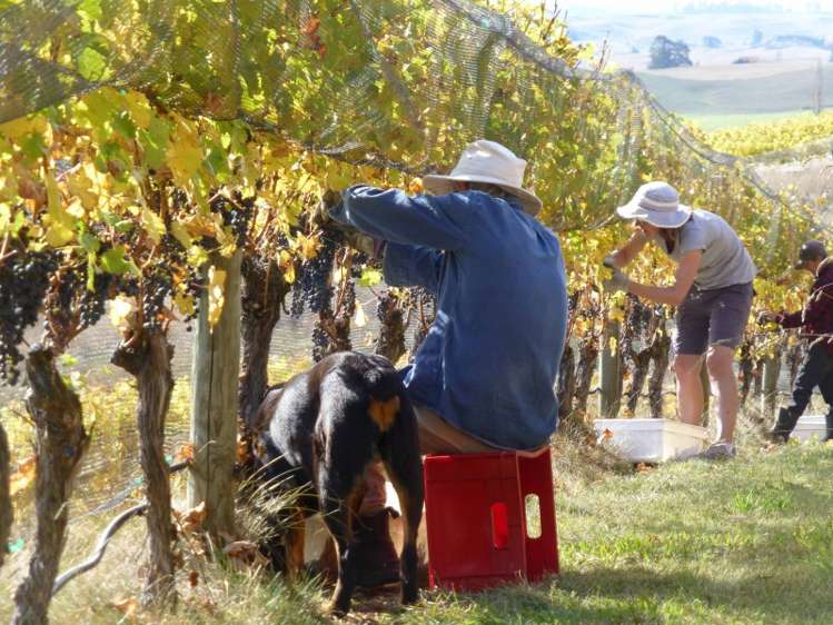 208 Pukeora Scenic Road Waipukurau and Surrounds_20