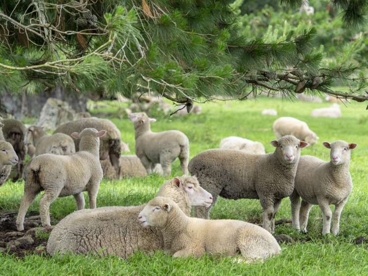 East Taratahi Road Carterton_9