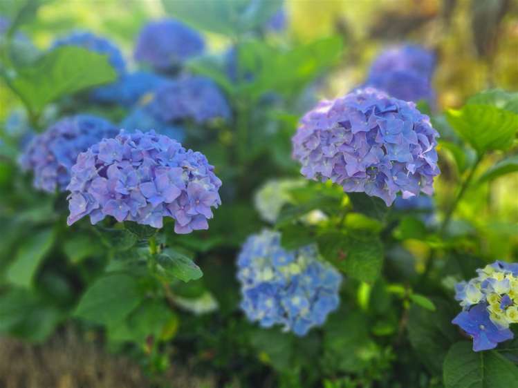 76 Riverland Road Kumeu_4