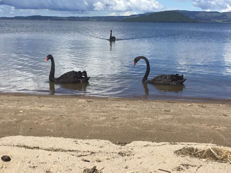 13 Operiana Street Ngongotaha_25