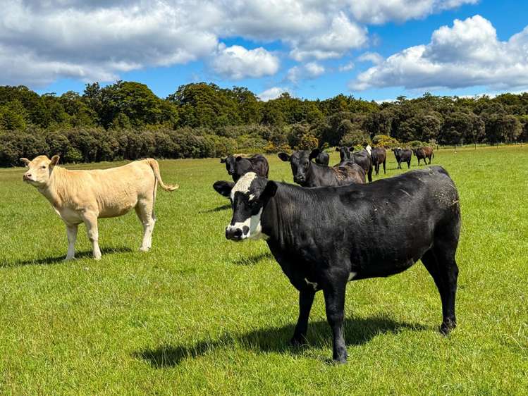 21 Lillburn Valley Road Clifden_12