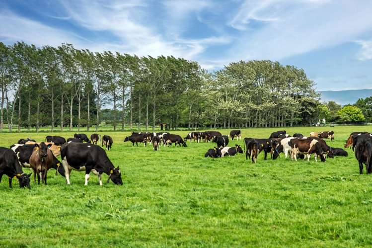 52 White Road Milford_5