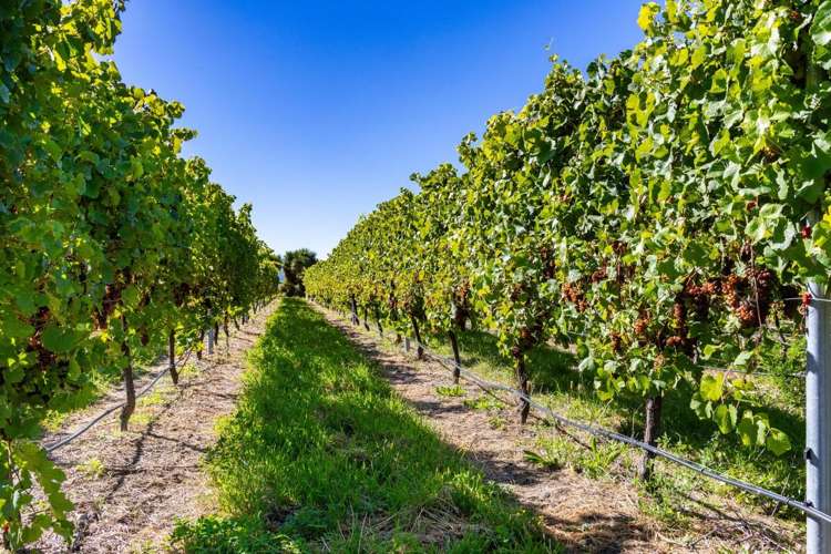 1 Wairau Plains Renwick_20