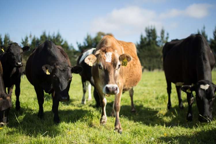 793 Peel Forest Road Mesopotamia_20