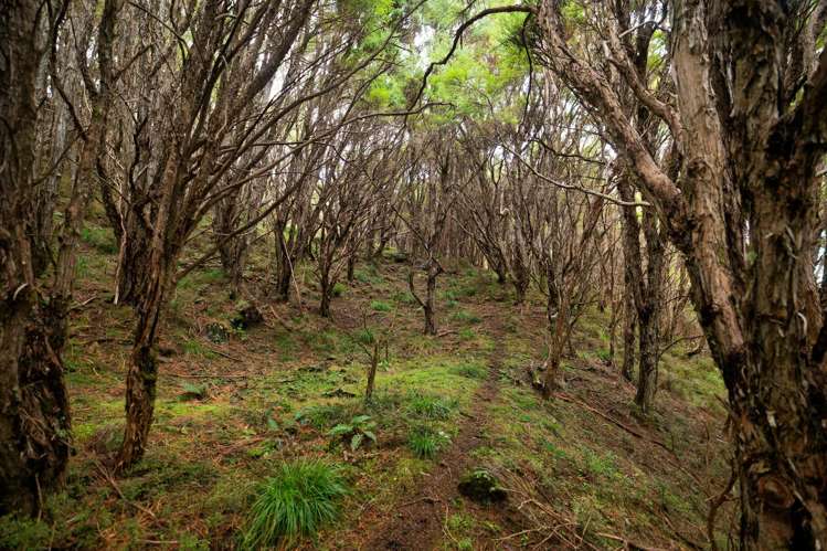 Lot 3/DP403510 Puhi Puhi Valley Road Kaikoura_24