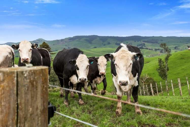 500 Tahuroa Road Tauwhare_35