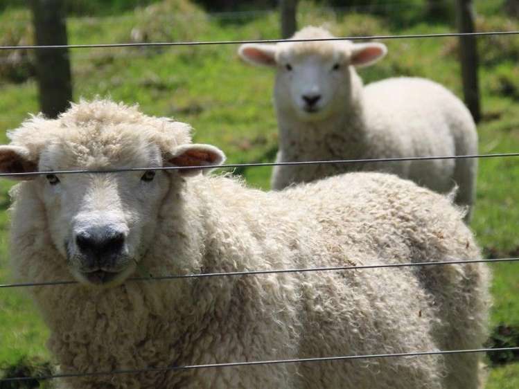 63 Waikupa Road Okoia_9