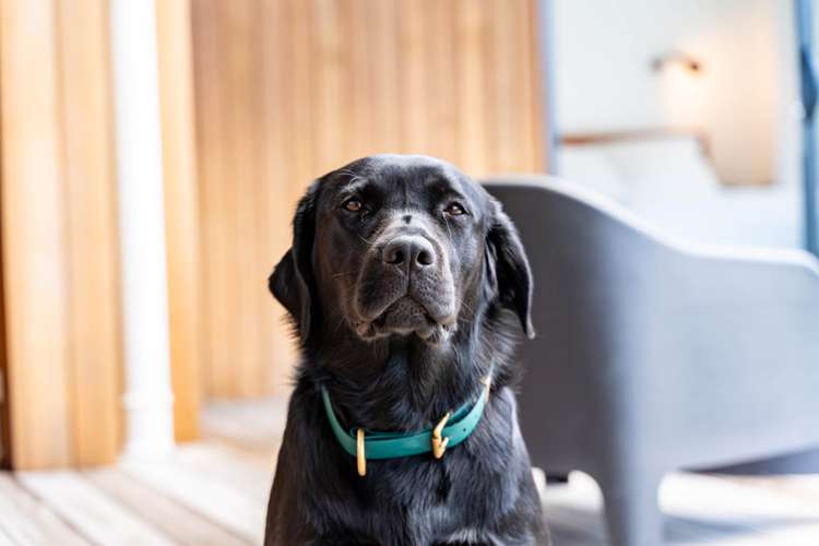 133 Estuary Drive Mangawhai Heads_5