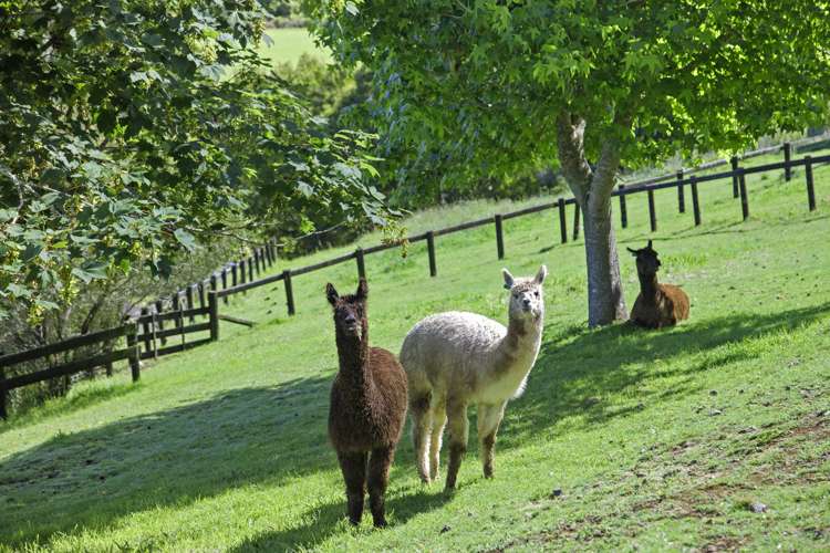 112g Pukekohe East Road Pukekohe_8