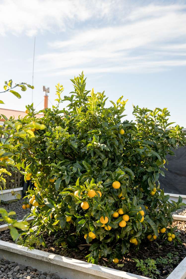 30 Vivian Drive Omokoroa_23