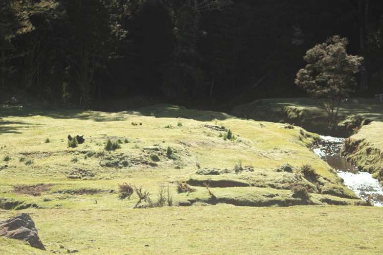 140 Kenana Road Mangonui Surrounds_28