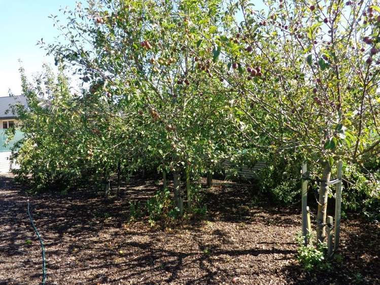 36 Thorndon Close Kirwee_4