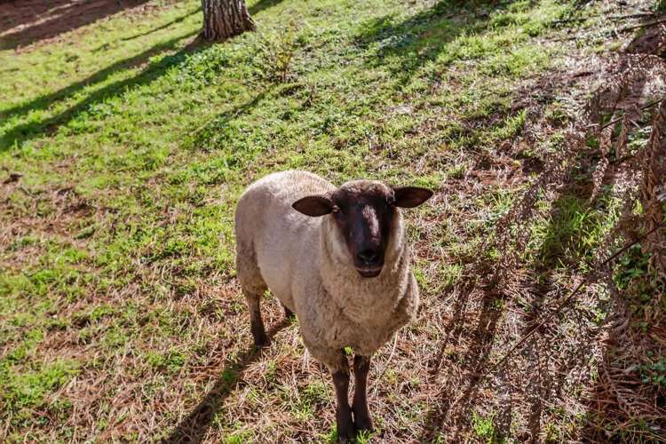 275h Paparimu Road Hunua_18