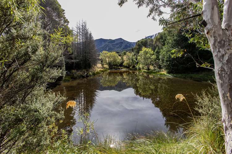 253 Mt Lyford Forest Drive_0