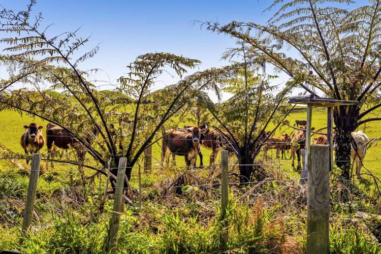 39 Pungarehu Road Pungarehu_23