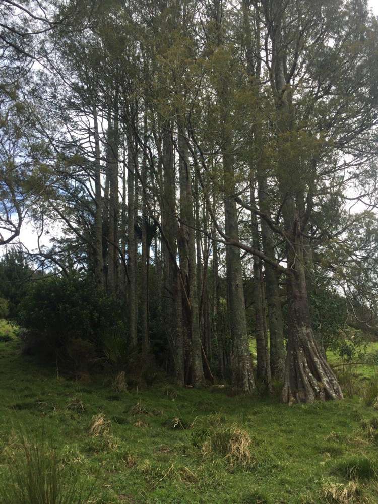 326 Ahuroa Valley Road Makarau_16