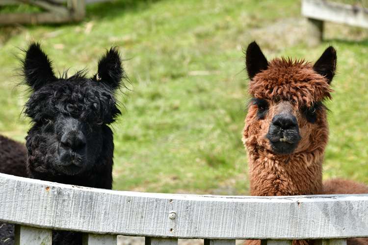 58 Rauhori Road Makarau_47