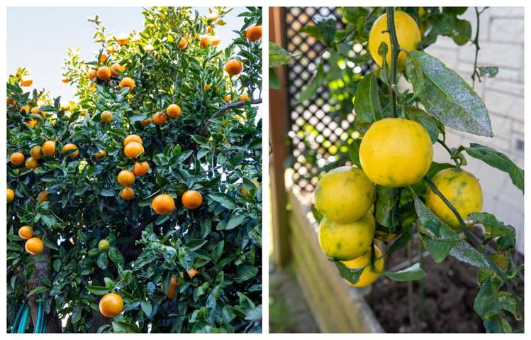 44 Tilby Drive Matua_20