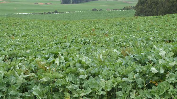 44 Rodgers Road Catlins Surrounds_5