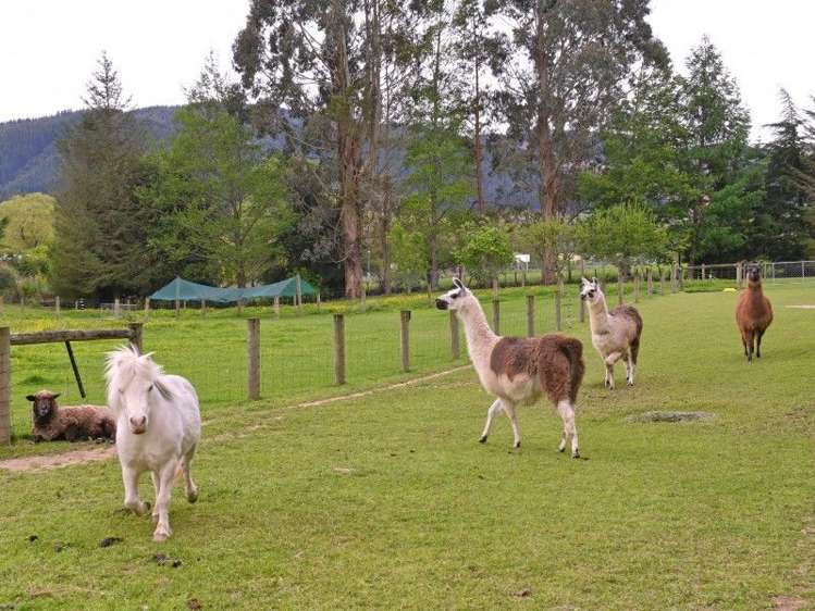 429 Kohatu-Kawatiri Highway Kahurangi National Park_18