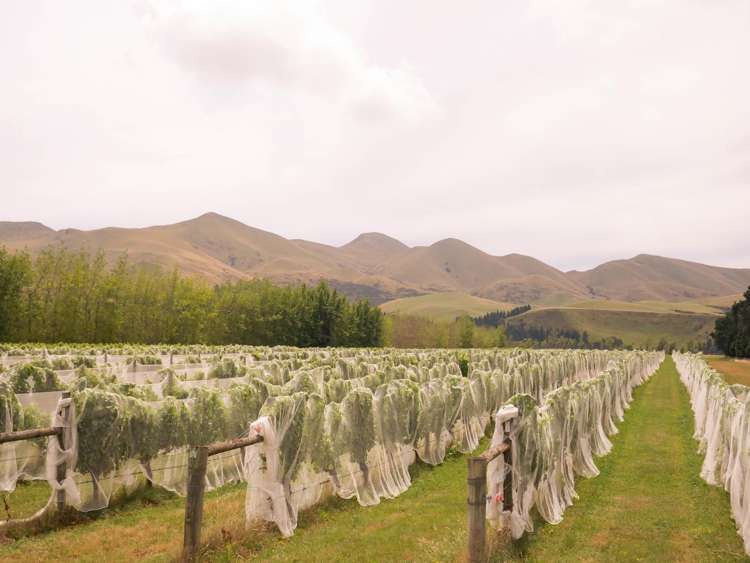 376 Ram Paddock Road Waipara_8