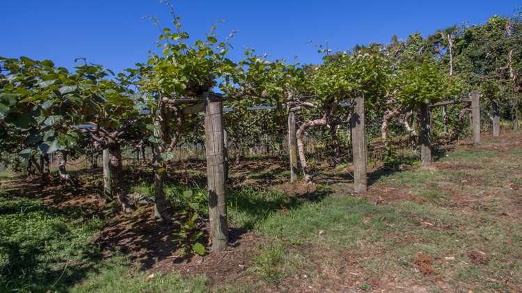 159 Plantation Road Rangiriri_11