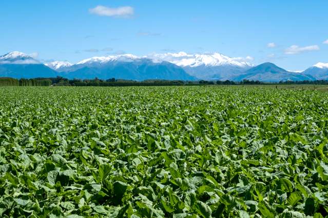 3239 Thompsons Track Ashburton Forks_1