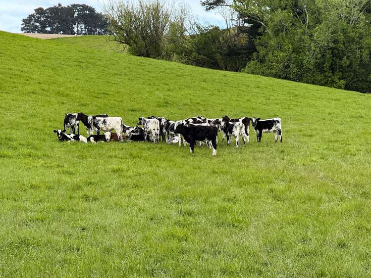 21 East Chatton Road Maitland_5