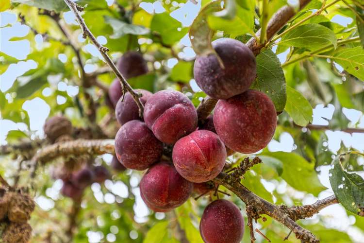 103 Neudorf Road Upper Moutere_23