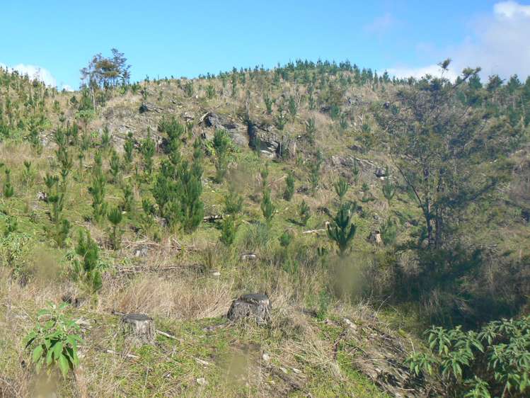 LOT 6 Iwitaua Road Mangamuka_15