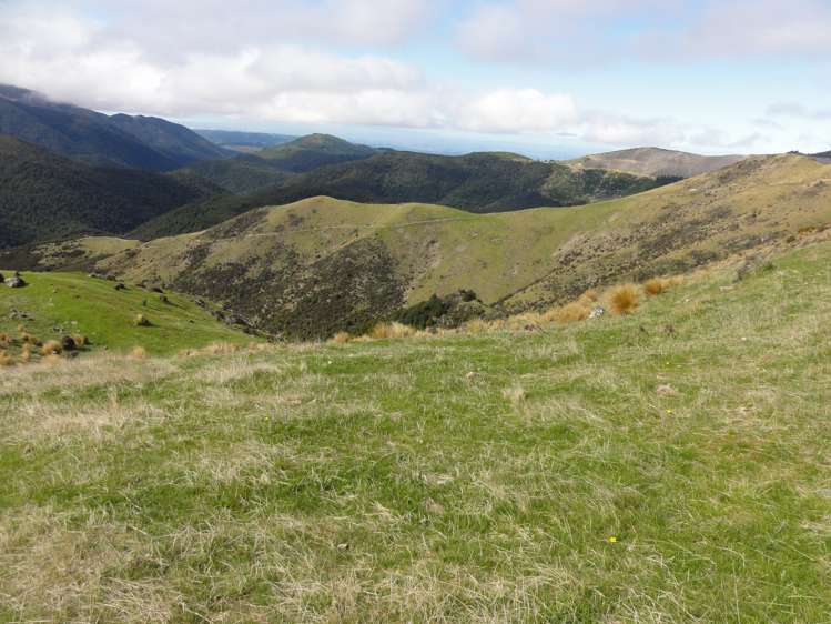 1731 Ram Paddock Road Ashley Forest_7